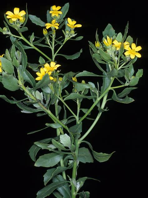 Fact sheet for Chrysanthemoides monilifera