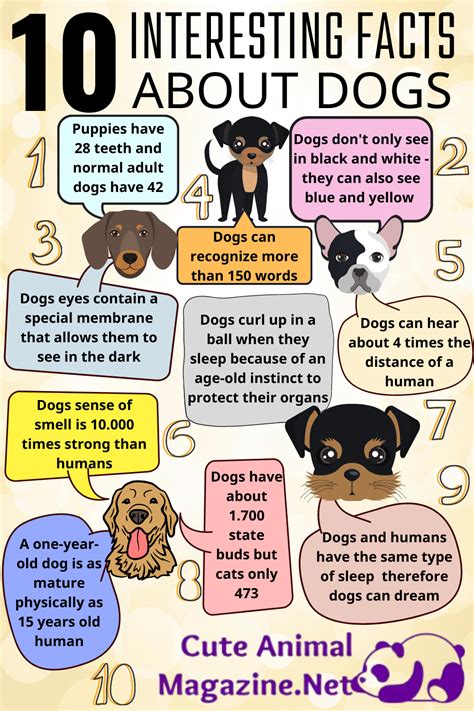 Facts About Dogs