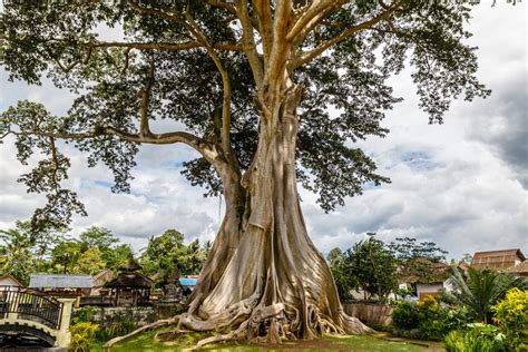 Kapok trees are tall trees with buttress roots. Kapok trees are tall rainforest trees whose highest branches form part of the emergent layer. Kapoks have buttress roots. Kapok trees are found in the tropical rainforests of South America, Asia and Africa.