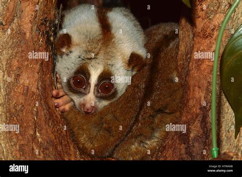 Facts of a slow loris (Nycticebus coucang) - University of …