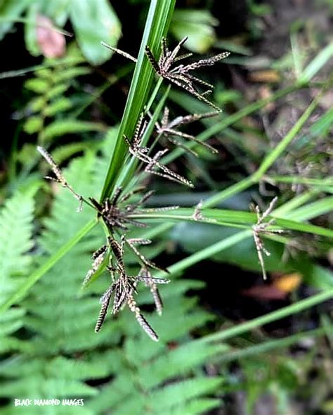 Factsheet - Cyperus tetraphyllus