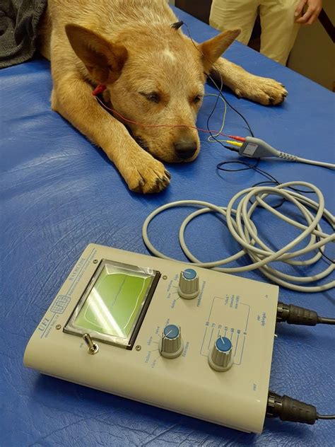 Faculty of Veterinary Science invests in device to test for deafness in