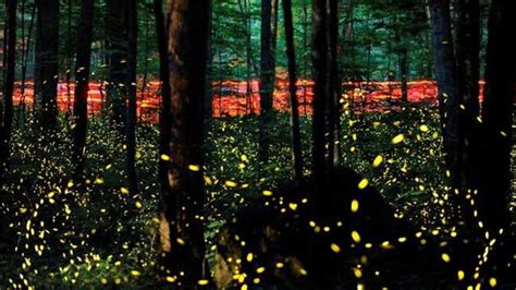 Fade into the night: Fireflies facing threats from climate change and light pollution