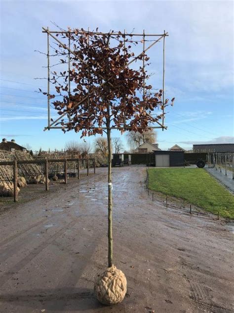 Fagus Sylvatica Atropurpurea Pleached Copper Beech Trees UK