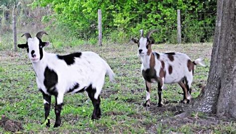 Fainting goat price. Are you a goat farmer looking to sell your goats? Finding reputable goat buyers is essential to ensure that your animals are going to good homes and that you get a fair price for y... 