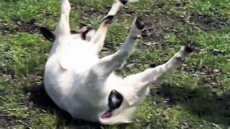 When startled, the fainting goats appear to stiffen and fall over. But why do goats faint? The startle reaction in the breed is part of the condition myotonia congenita. The goats with this condition startle easily and their legs stiffen from a lengthy contraction of the leg muscles. But it's not a true faint.. 