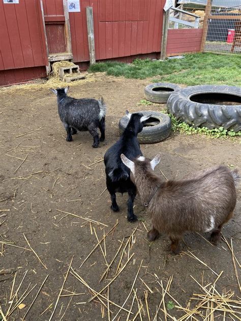 Fairbank Animal Farm, 15308 52nd Ave W, Edmonds, WA, …