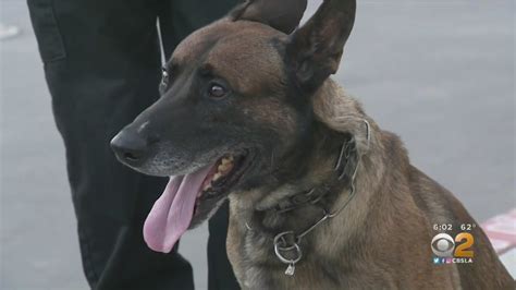 Fairfield boys apprehended with police K-9 after reported shooting