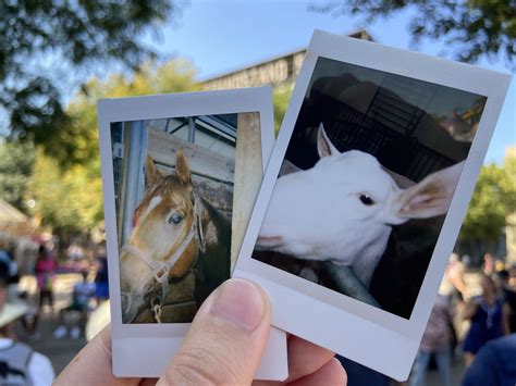 Fairgoers reflect on the State Fair through memories of the five senses