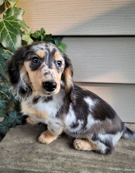 Our friends at Dreamscape Dachshunds (located in Michigan) has these 3 puppies available sired by our beautiful Russian boy Nosh. They'll be ready to go to their new homes in a couple weeks. The...