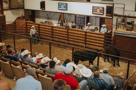 Faith Livestock Auction is a sale barn located in Fa