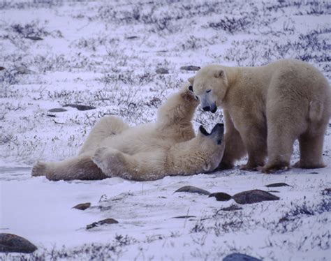 Fakta om Islandsh&auml;star En m&aring;ngsidig och unik ras - Sensist