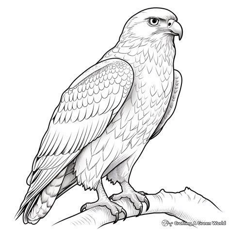 Falcon Coloring Shee