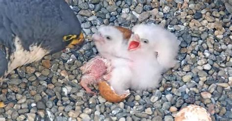 Falcon chicks in nest at Alcatraz, UC Berkeley part of same family tree