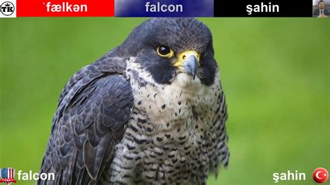 Falcon türkçesi