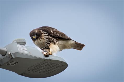 Falcons on Providence