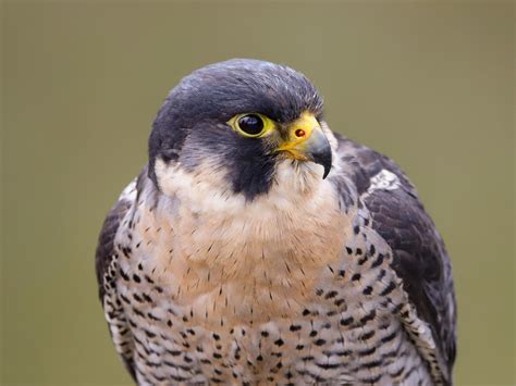 Peregrine Falcon – $2000-$7500 world’s fastest bird in a dive. Gyrfalcon – $4000-$9000 rarest and largest of the falcons. Red-tailed Hawks – $300-$700 most common hawk in …