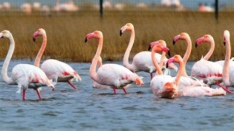 Falda flamingo görmek ne demek