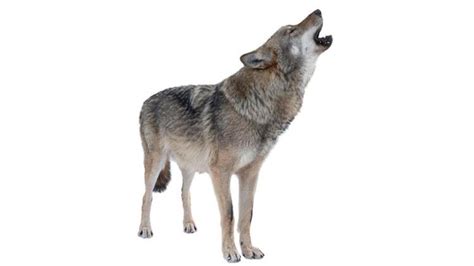 Falda kurt uluması. 