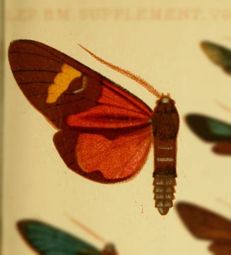 😈 Falerina Leaks [PPV]