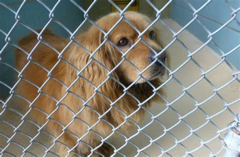 The Humane Society of Tampa Bay, a 501(c)(3) nonprofit organization, provides shelter for homeless & at risk animals, adoptions, hospital and TNVR services for the general public; operates independently from the Humane Society of the United States. EIN # 59-0799907. Email. Call. Shelter.. 