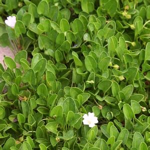 Falkia repens at San Marcos Growers