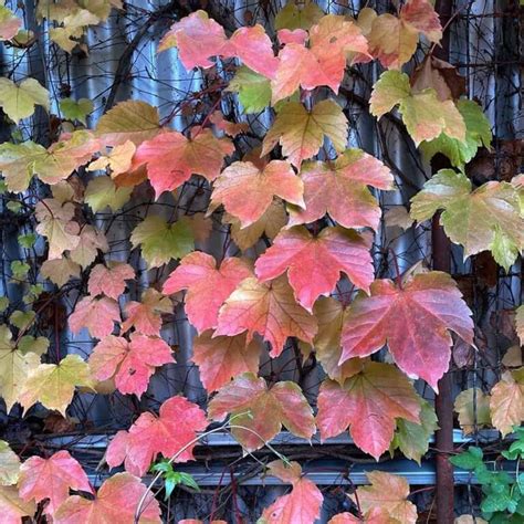 Fall Red Leafs Climb Image & Photo (Free Trial) Bigstock