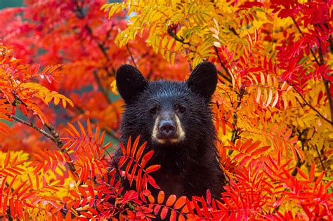 Fall bear. Fall bear is an entirely general season hunt, while spring season is now all controlled hunt. There are no longer first-come, first-served SW Oregon bear tags. 