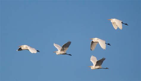 Fall bird migration in full swing