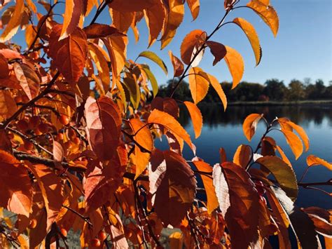 Fall colors: Here’s the science behind the reds, golds and oranges