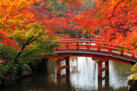 Fall in japan. Japan is 3,008 km (1,869 mi) long and has both subarctic and subtropical climates. They can start blooming as early as January in Okinawa and as late as May in Hokkaido! Depending on your destinations, the best time to see cherry blossoms can vary. ... Nikko City is attractive in the fall, but you don't want to miss seeing the cherry blossoms as well. In … 