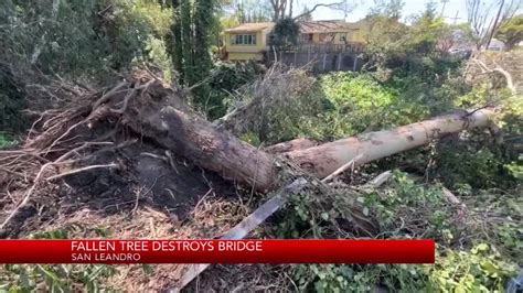 Fallen tree destroys bridge in San Leandro