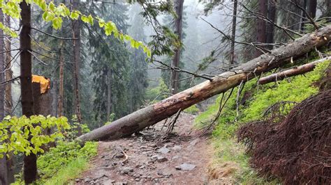 Fallen tree kills Massachusetts camper in Vermont