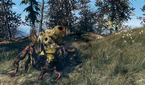 Where to Find a Honeybeast in Fallout 76. Honeybeast can often be found roaming around in the Forest, Savage Divide, the Mire, and the Toxic Valley areas. …. 