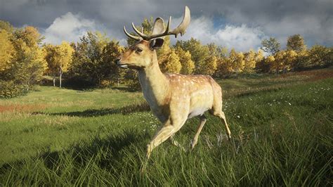 A Fallow Deer scores diamond if it reaches a score of 251.7. Only Level 5 Fallow Deers (and in really rare cases also level 4) can reach diamond. ... Spawning System The spawning system in COTW works like this: If you shoot a Gold male Fallow Deer (for example), the game will respawn this Fallow Deer as a male Fallow Deer, but with a different .... 