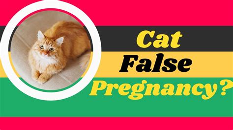 False Pregnancy in Cats Causes, Symptoms and Treatment