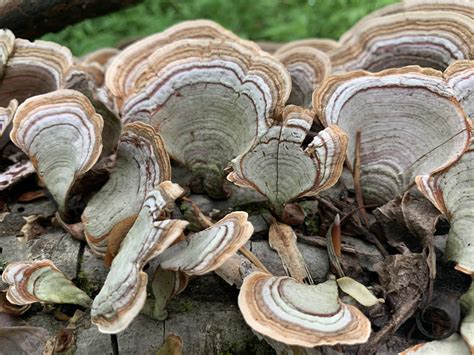 False Turkey-tail - Montana Field Guide