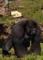 False gigantopithecus. False Gigantopithecus is a Rank B Elite Mark found in The Dravanian Hinterlands. Map of Spawn Points Killing the Elite Mark will grant the player 5,000 gil and 100 Centurio Seals if the mob is the weekly Elite Clan Mark Bill . 