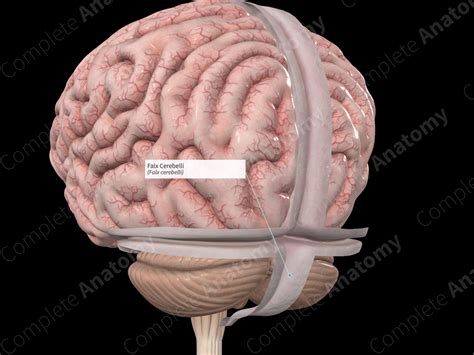 Falx cerebelli - e-Anatomy - IMAIOS