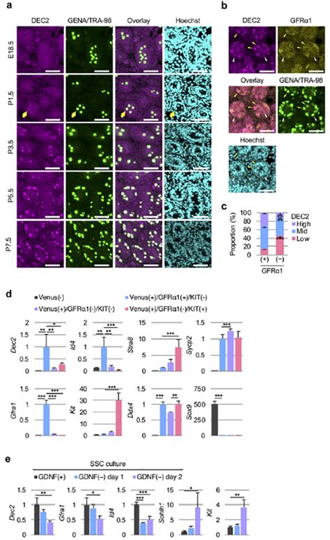 Fam43b MGI Mouse Gene Detail - MGI:3651622 - family with sequence ...