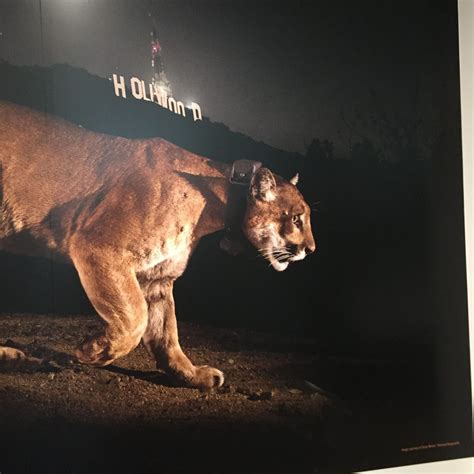 Famed mountain lion P-22 could get permanent memorial at Griffith Park