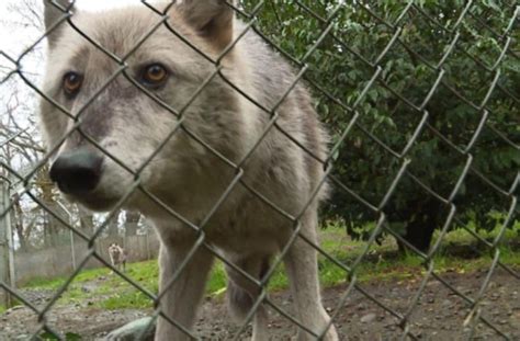 Family’s pet ‘wolf-hybrid’ kills 3-month-old baby