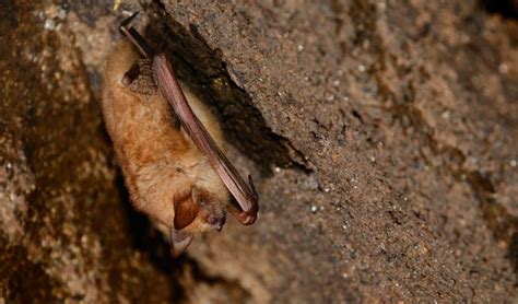 Family Cistugidae Cistugo Bats - Bats of Southern and Central …