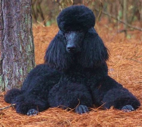 Family Affair Standard Poodles, Spring Hope, North Carolina. 4,975 likes · 15 talking about this · 62 were here. As breeders of AKC Standard Poodles for over 30 years,we have concentrated on.... 