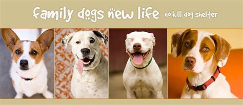 Family dogs new life shelter. Things To Know About Family dogs new life shelter. 
