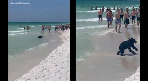 Family encounters bear swimming at Florida beach   