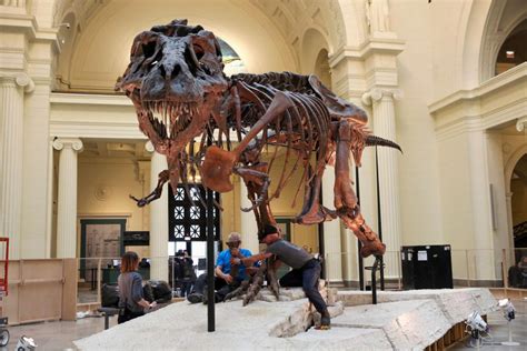 Family fighting over inheritance from sale of T. rex remains