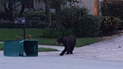 Family of black bears spotted in neighborhood in Naples