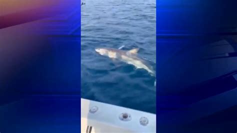 Family visiting Fort Lauderdale hook great white off coast
