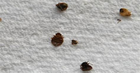 Family wants answers after man eaten alive by bed bugs …